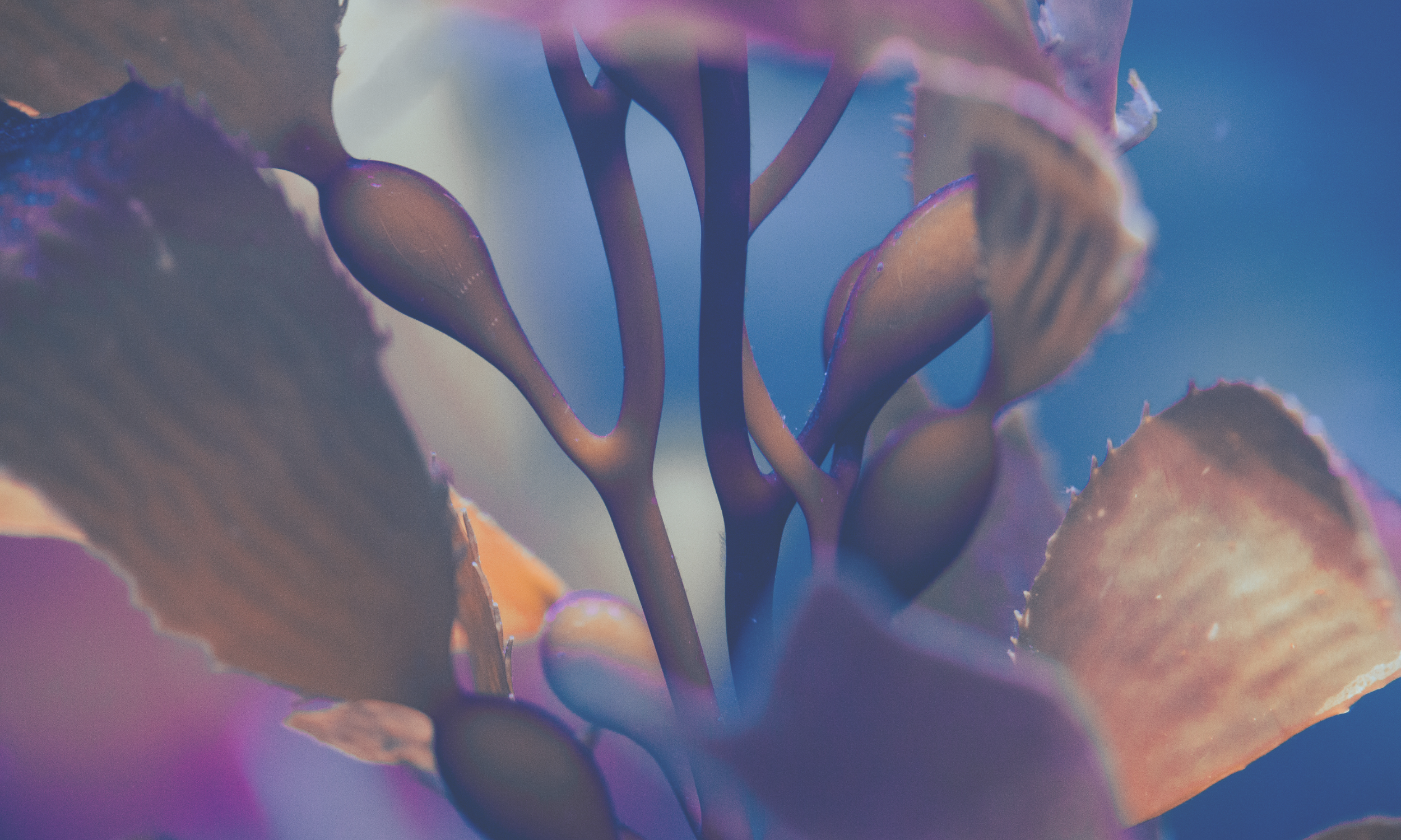 Day 7 - Kelp